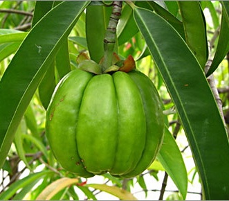 Garcinia Cambogia (imagem ilustrativa)